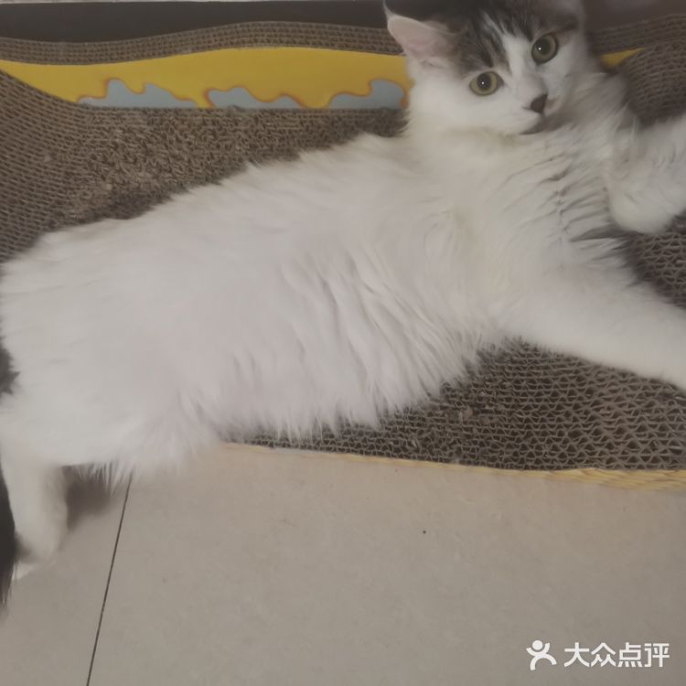 从救助到成为猫奴，从无奈到不舍只是不经意间