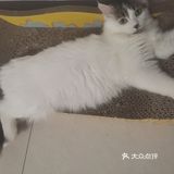 从救助到成为猫奴，从无奈到不舍只是不经意间