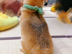 -逗柴咖啡屋·狗咖猫咖宠物桌游