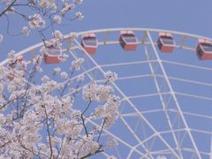 -顾村公园