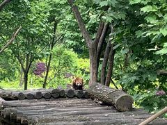 -都江堰中华大熊猫苑