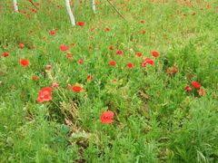 -艾溪湖湿地公园