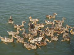 -野鸭湖国家湿地公园