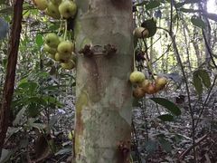 -武吉知马自然保护区