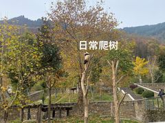-卧龙中华大熊猫苑神树坪基地