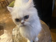 -猫猫幼稚园·撸猫·桌游·电玩