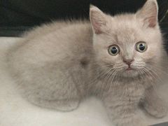 -瑞派福兴宠物医院犬猫全科·骨科·中西医结合(河东店)