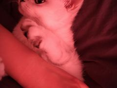 -猫大福·Fortune Cat猫舍(百子湾店)