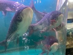 -红日饭店(裕隆三路店)