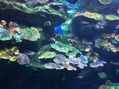 景点-暹罗海洋世界