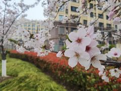 -高东镇樱花园