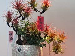 -荷兰花海