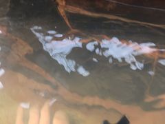 -齐河孔雀王温泉酒店·金孔雀自助百汇