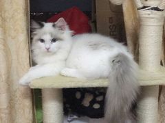 -Bastet sally猫舍购宠(静安店)