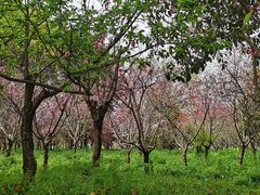 -南汇桃花村