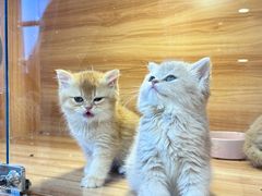-猫十亿·布偶金渐层·曼基康矮脚猫舍(青年路店)