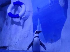 -多彩贵州城极地海洋世界