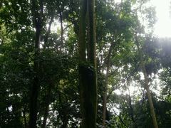 -南宁良凤江国家森林公园