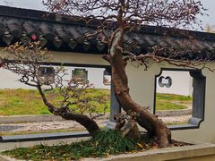 -扬州大运河文化旅游度假区·盆景园