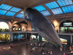 -美国自然历史博物馆