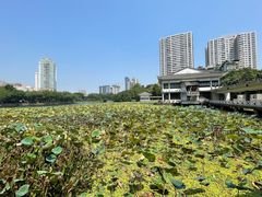 -荔湾湖公园