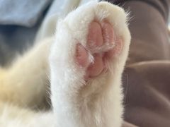 -怪兽屋·羊驼·猫咖·狗咖(俊华广场店)