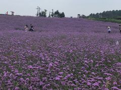 -大塘金香草谷