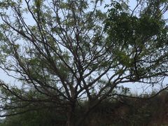 -大四喜火锅(东风路店)