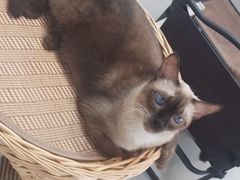 -Heymao猫咖.咖啡厅(东门店)