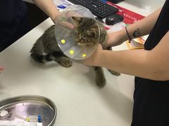 -中农大我爱我爱动物医院·核磁CT·猫病·24小时夜诊中心(石佛营店)
