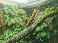 -广州长隆飞鸟乐园