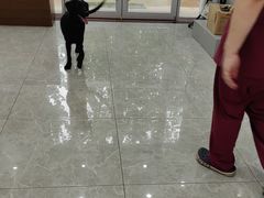 -艾贝尔宠物医院·宠保定点·超声绝育·免疫点(樱花路店)