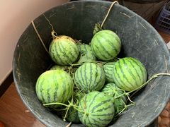 -南汇新场正宗水蜜桃采摘