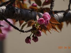 -高东镇樱花园