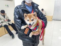 -美联众合动物医院·24h京西诊疗中心
