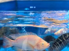 -帝皇海海鲜豆捞(桐泾商务广场店)