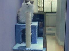 用餐区-喵的天空名猫咖啡馆·撸猫·猫舍·用品