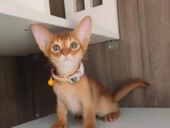-猫十亿·布偶金渐层·曼基康矮脚猫舍(青年路店)