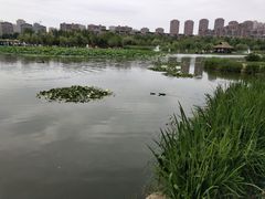 -前关湿地公园