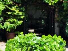 -植觉