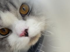 -安安宠医·安宠宠物医院