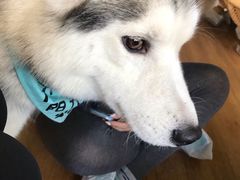 -Husky Go! 哈士奇体验馆·宠物咖啡厅狗咖