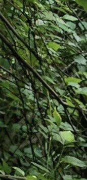 -游子山休闲旅游区