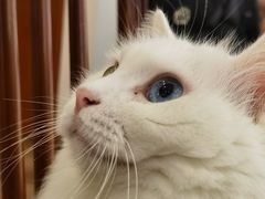 -有猫主题·治愈系猫咖(曾厝垵店)