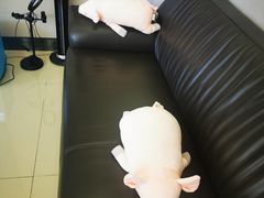 -土豆口腔(凤凰北总店)