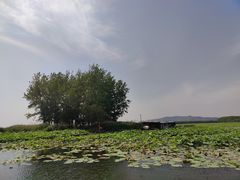-微山湖红荷湿地景区
