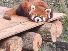 -都江堰中华大熊猫苑