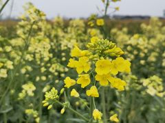 -中国天府农业博览园