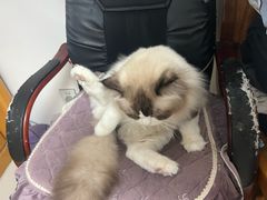 -瑞派宠物医院·犬猫全科·猫友好(宾水西道店)