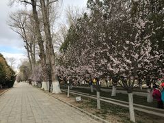 -罗布林卡